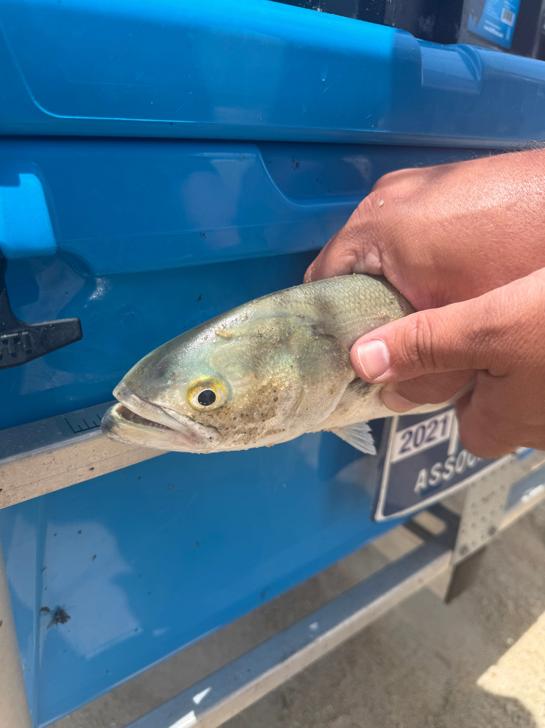 Summer Surf Fishing Success Is Heating Up